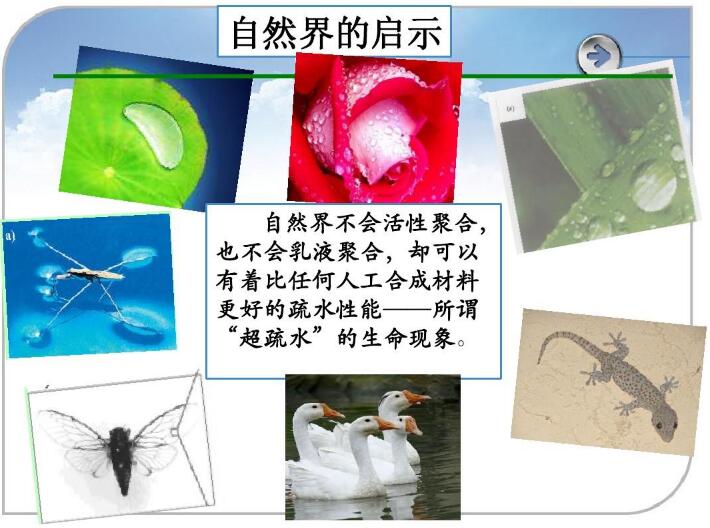 “超疏水”的生命現象 “超疏水”的生命現象