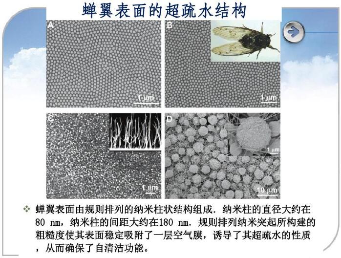 蟬翼表面的超疏水結構 蟬翼表面的超疏水結構