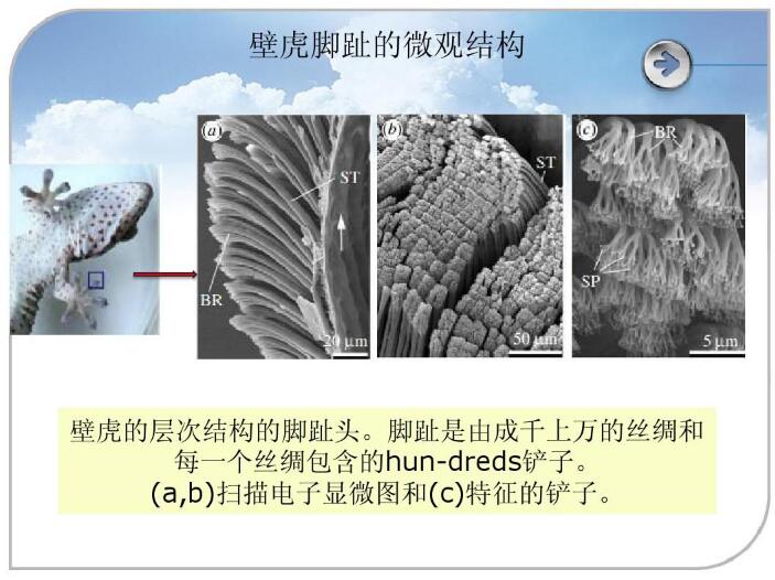 壁虎腳趾的微觀結構 壁虎腳趾的微觀結構